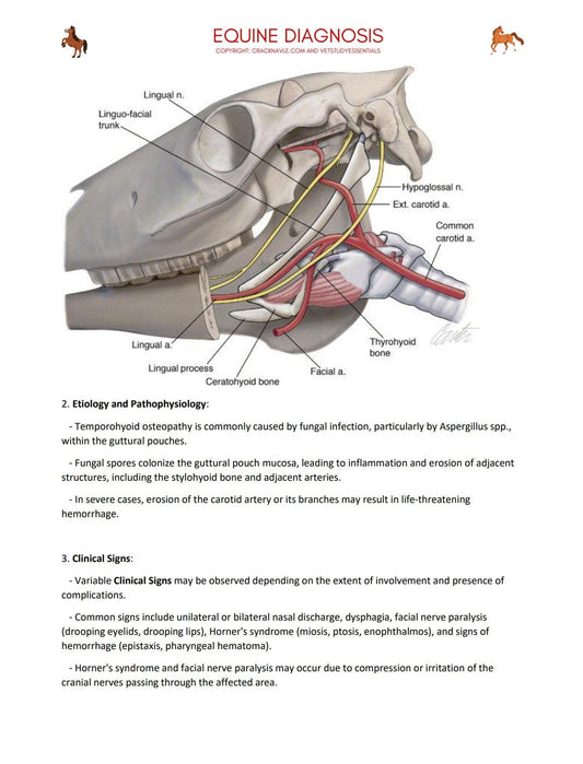 Equine Diagnosis for NAVLE - Equine Diagnosis ICVA with 3 NAVLE styled questions of each topic for Navle prep -600 Pages - Navle Study Guide